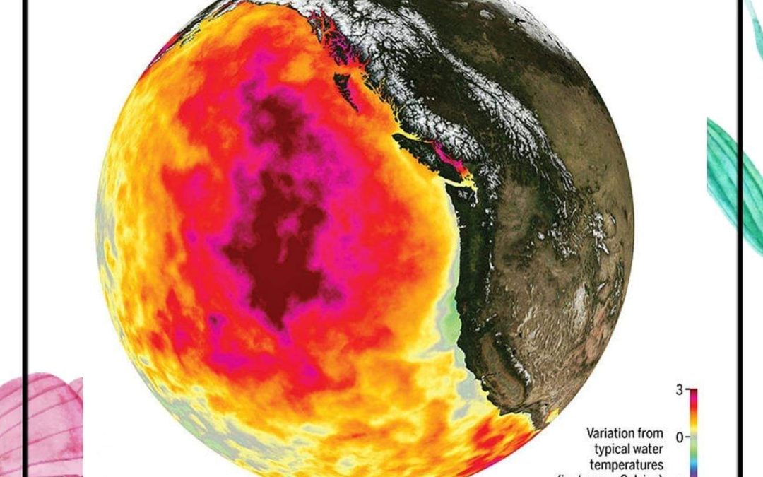 BLOB : THE MARINE HEAT WAVE