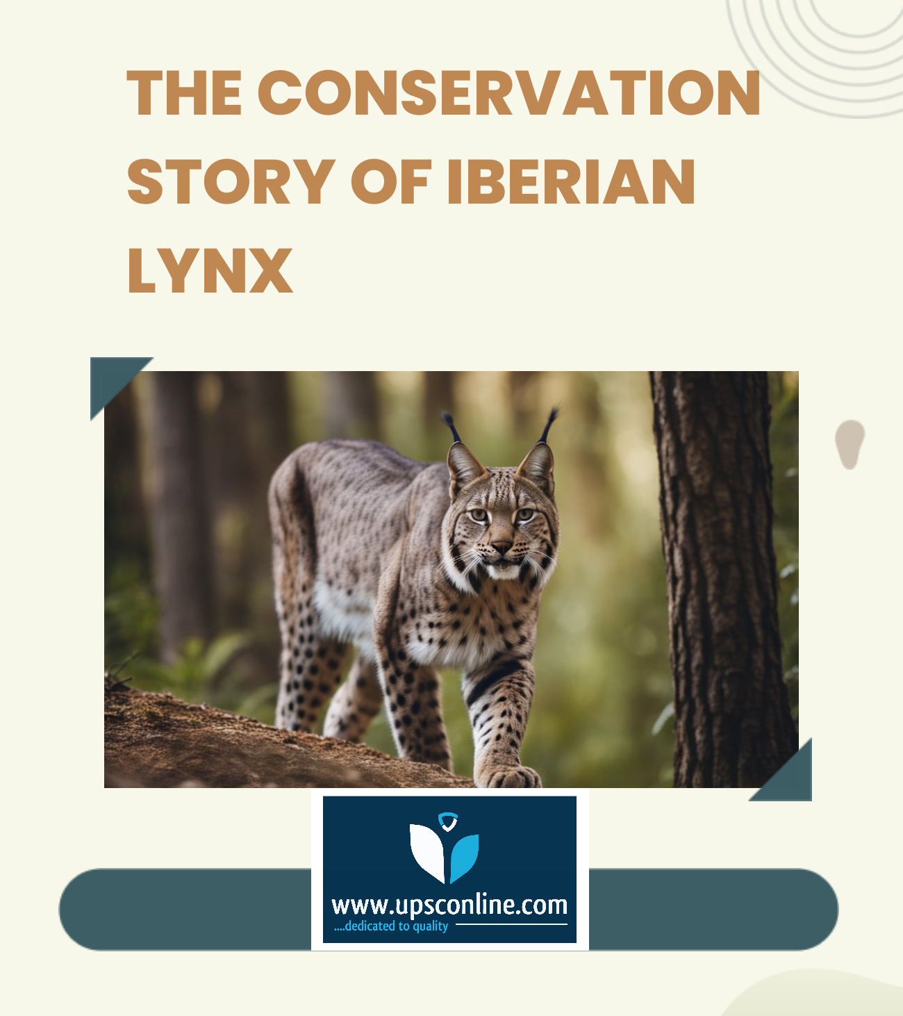 conservation story of Iberian Lynx