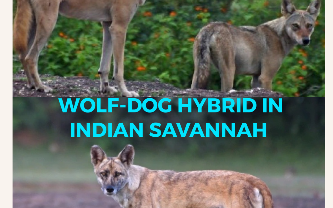 WOLF-DOG HYBRID IN INDIAN SAVANNAH