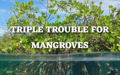 TRIPLE TROUBLE FOR MANGROVES